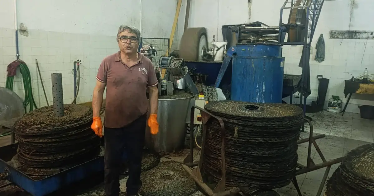A origem do “ouro líquido” pelas mão de um mestre lagareiro