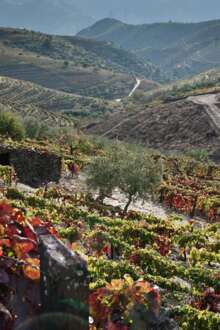Vinhas no Douro.