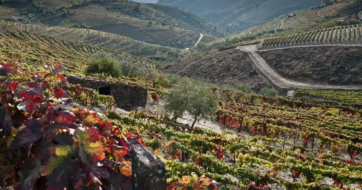 Douro promove vinhos na Suíça no Dia de Portugal para reforçar mercado de maior valor