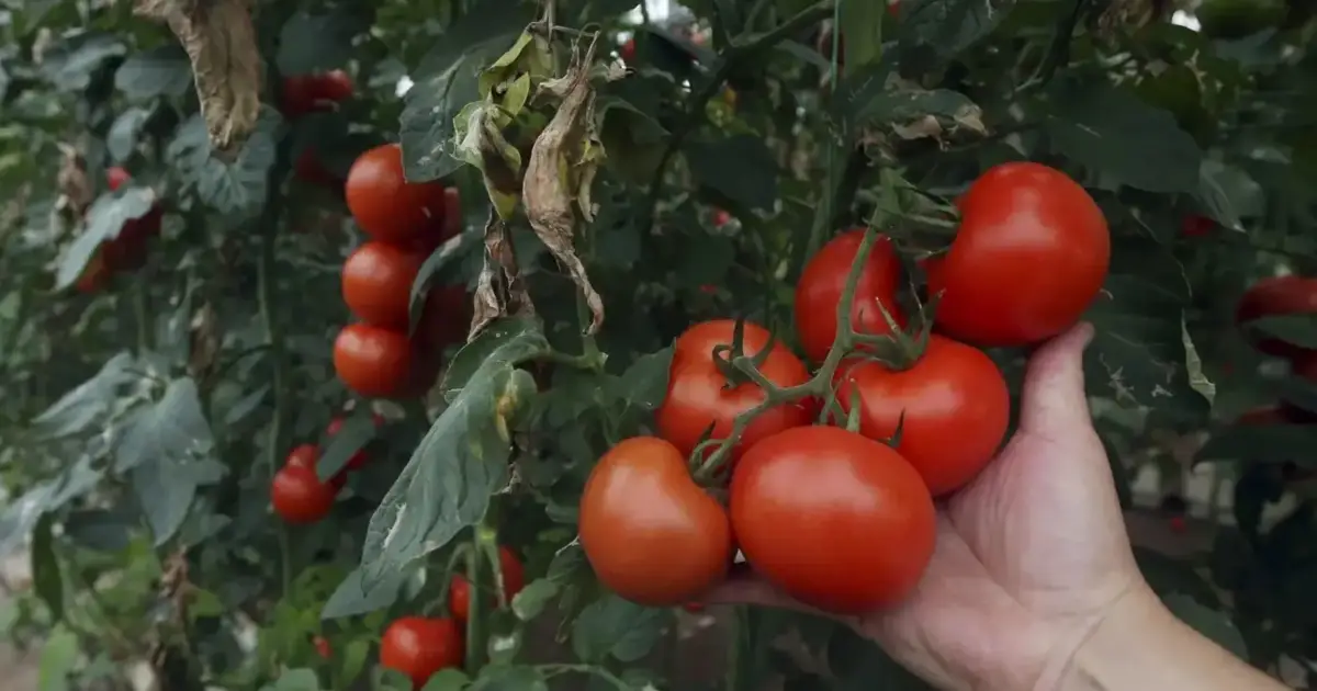 Diversidade agrícola em Portugal atinge mais de mil variedades registadas em 2026