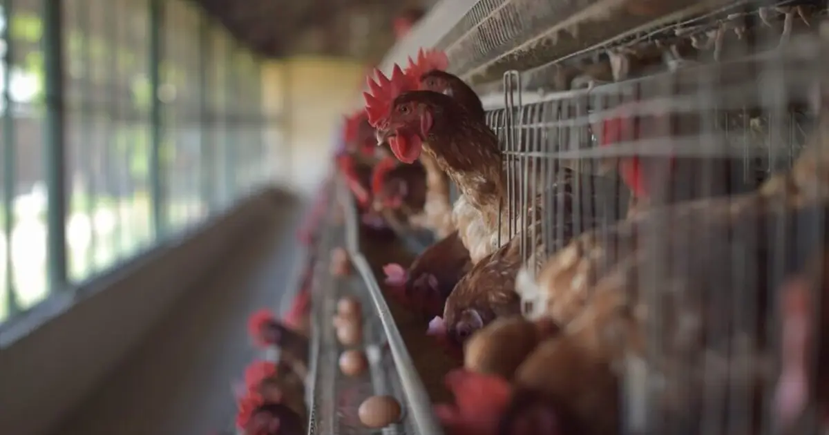Gripe das aves leva Comissão Europeia a apertar medidas