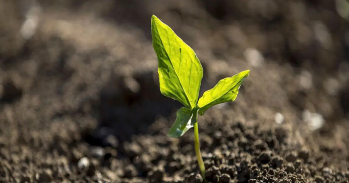 No princípio era a planta. Na agricultura regenerativa, é o solo o protagonista