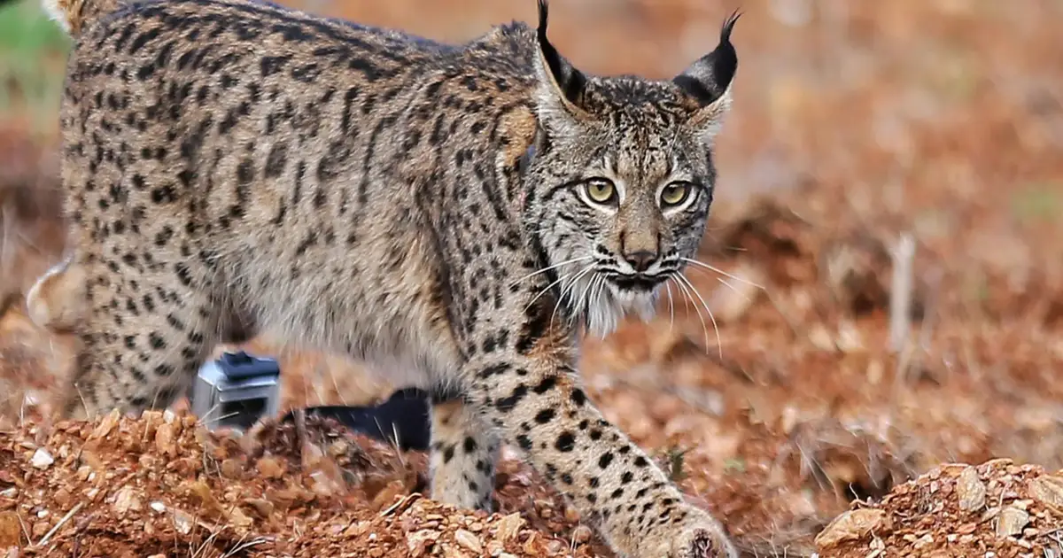 Lince ibérico já ocupa uma área de mil quilómetros quadrados em Portugal