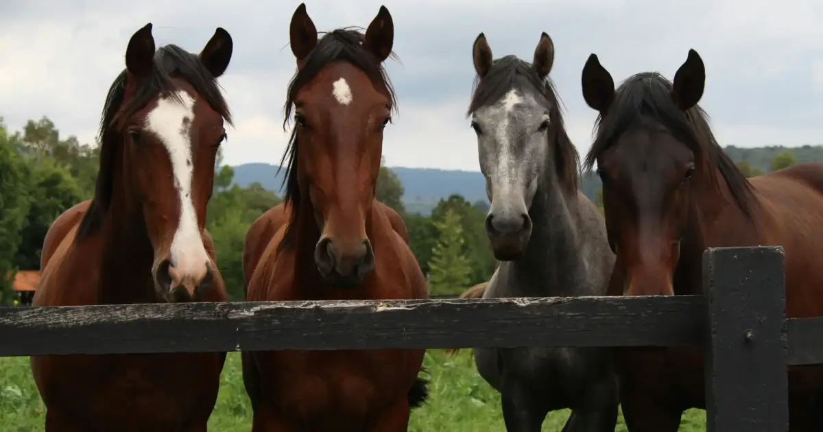 Estudo indica que cavalos assobiam ao mesmo tempo que ‘cantam’