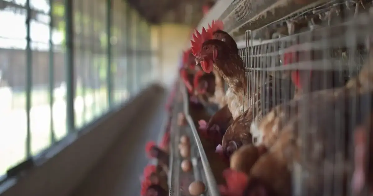 Gripe das aves em Portugal: casos sobem para 54 com novos focos em Santarém e Vila Real