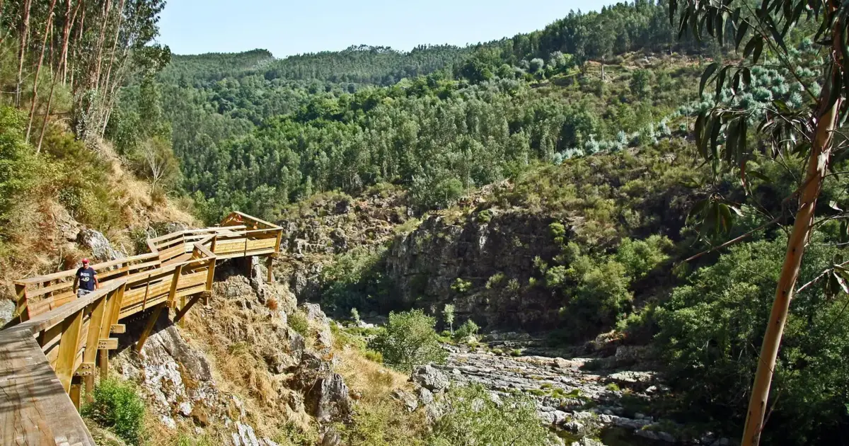 Portugal teve o maior crescimento florestal da União Europeia
