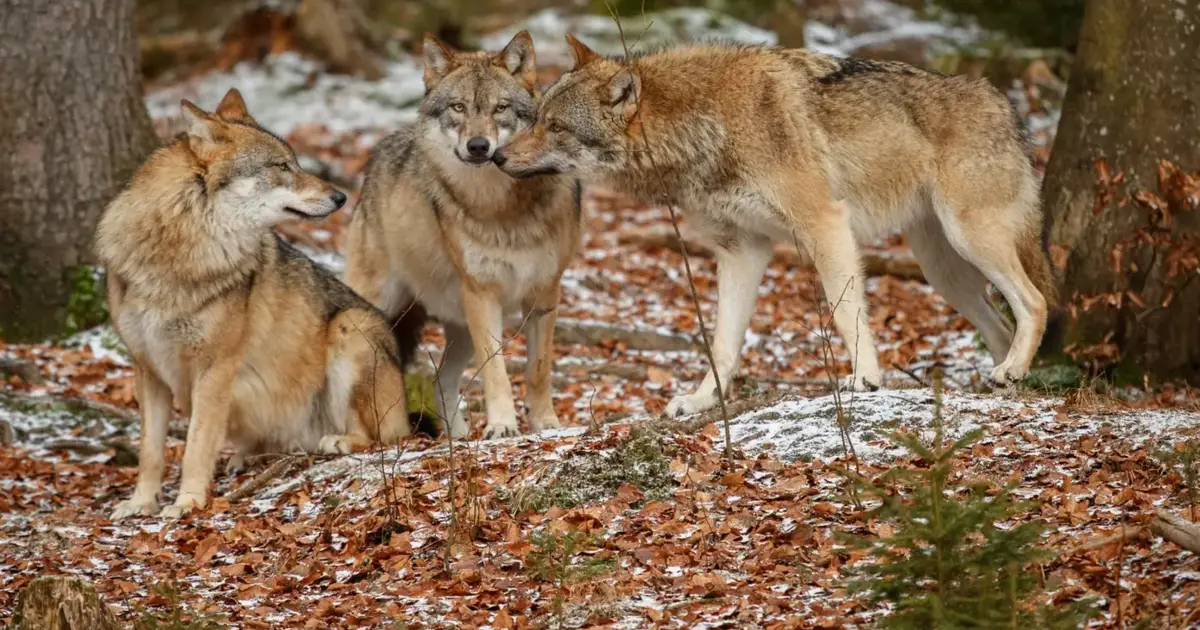 ONG contestam no Tribunal de Justiça da UE redução da proteção do lobo