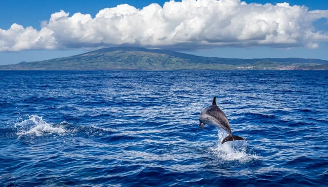 Aumento da temperatura do mar no grupo Oriental dos Açores em 2025 foi o segundo mais alto desde 1941