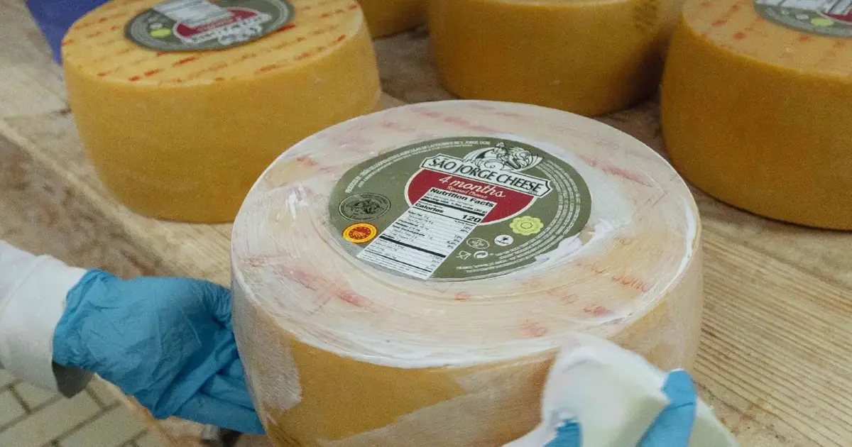 Cooperativas de laticínios de São Jorge com dificuldades em escoar queijo