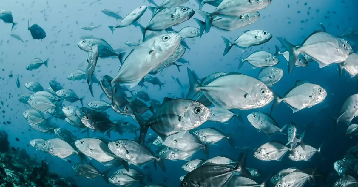 Laboratório de Matosinhos lidera estudo sobre valorização de restos de pescado subaproveitados