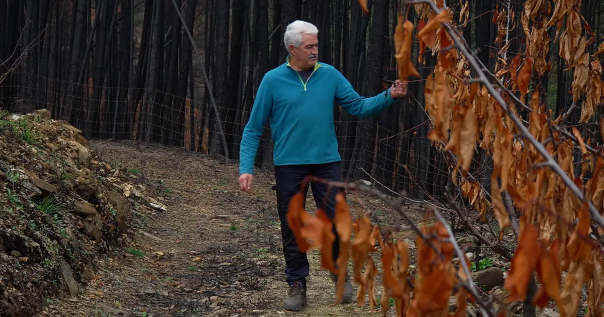 Incêndios de 2025: agricultores do Centro receberam 7 milhões de euros mas falta avaliar candidaturas