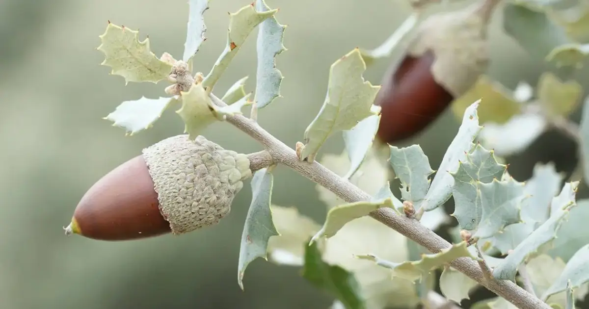 Carrazeda de Ansiães convida famílias a plantar azinheiras em caminhada pela natureza