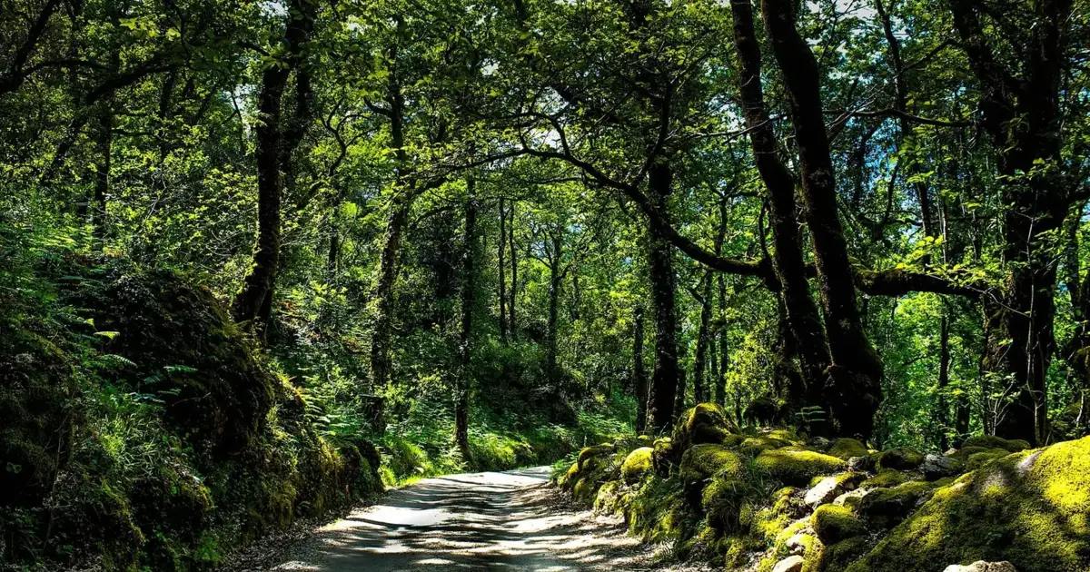 Estrada da Mata da Albergaria, no Gerês, vai ser requalificada
