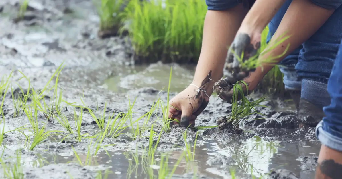 Jovem agricultor `salvou´ 500 toneladas de arroz da subida das águas em Montemor-o-Velho