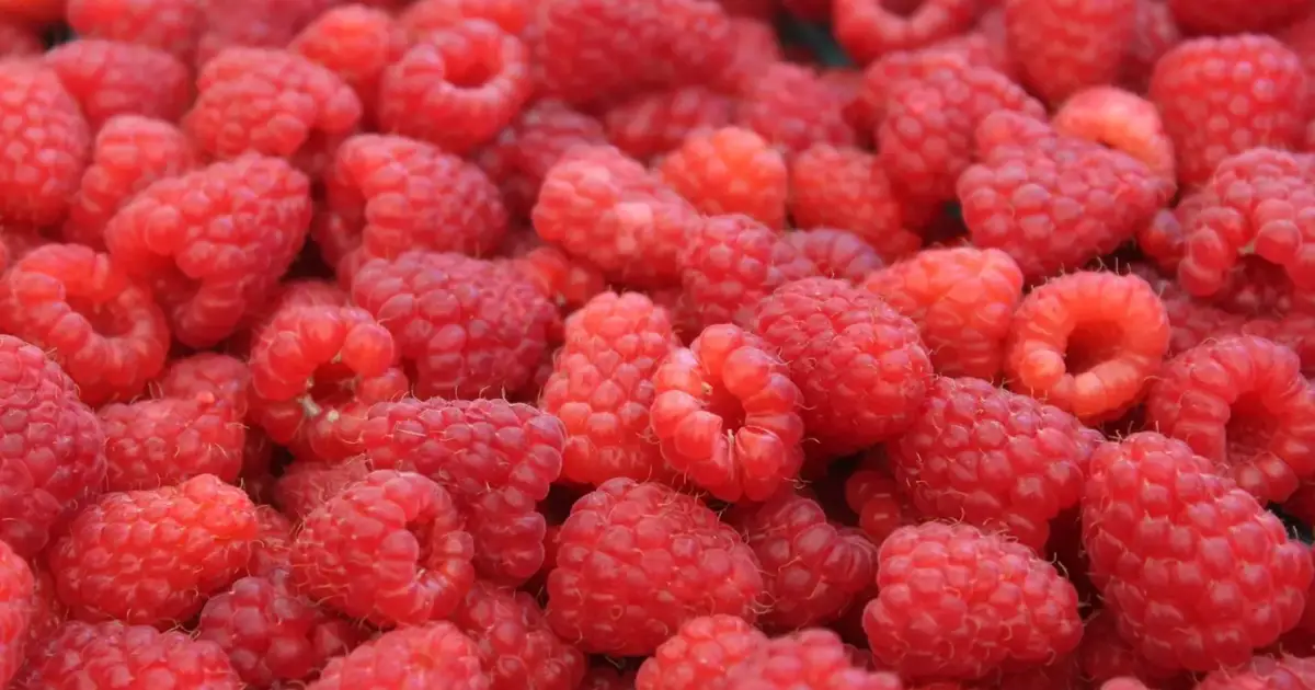 Exportações de pequenos frutos mais que triplicam em 10 anos e atingem máximo de 398 milhões