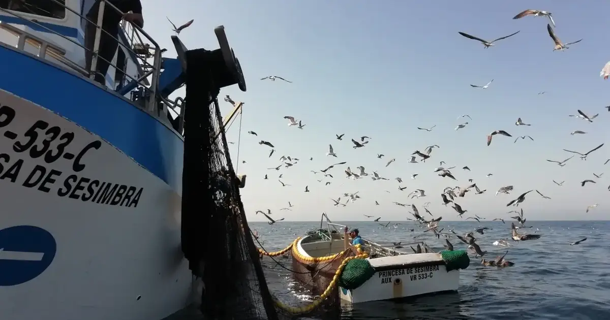 Mau tempo: Pagamentos ao setor da pesca avançam este mês
