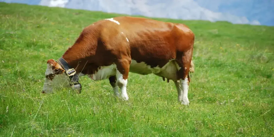 Federação Agrícola dos Açores quer medidas para o setor face à subida dos combustíveis