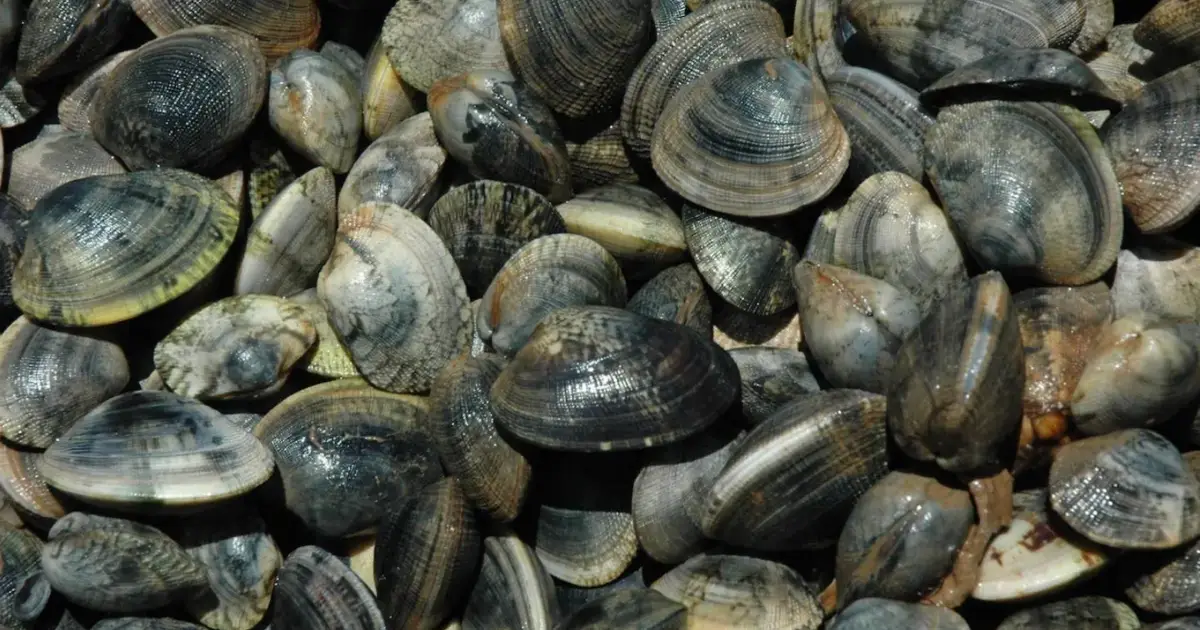 Oito embarcações apreendidas por apanha ilegal de amêijoa no rio Tejo