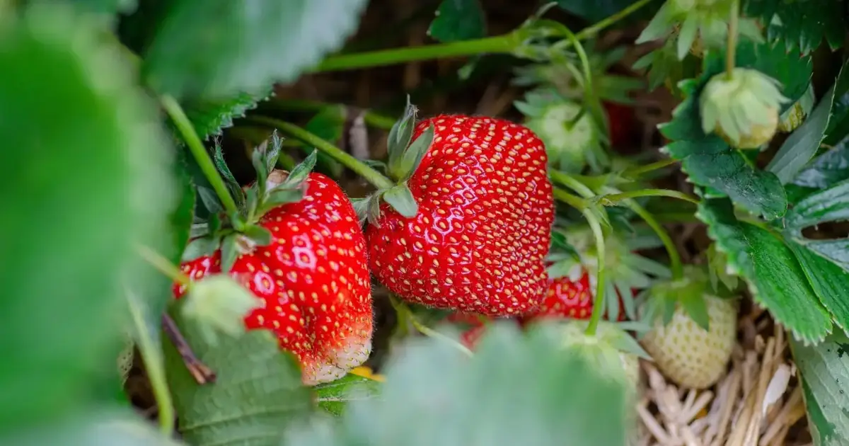 “Se chover, não se pode apanhar, estraga-se tudo”, alertam produtores de morango de Mirandela