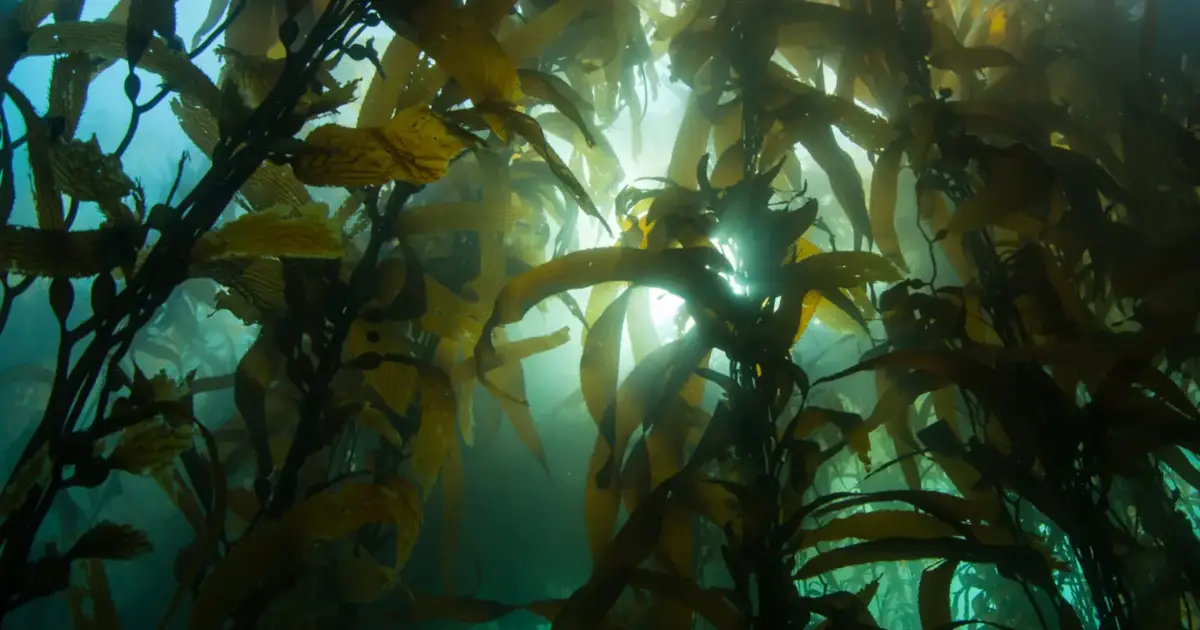 Atividades terrestres ameaçam florestas marinhas em Portugal
