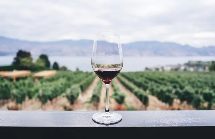 Uma uva, duas uvas, três uvas: Guia Michelin vai distinguir os melhores vinhos 8 dez. 2025, 15:55