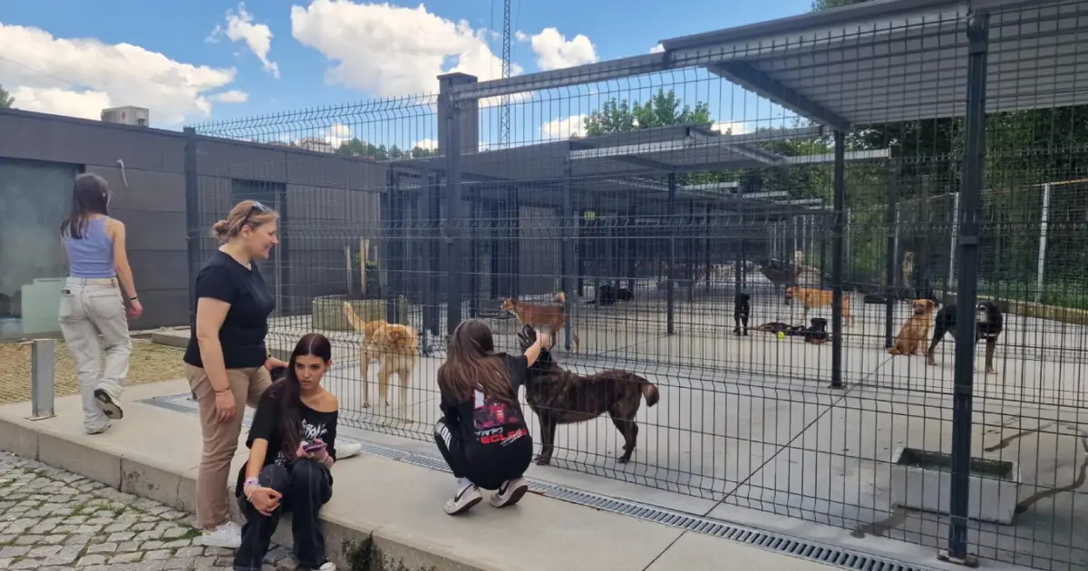 Braga interrompe adoção de animais durante a época festiva