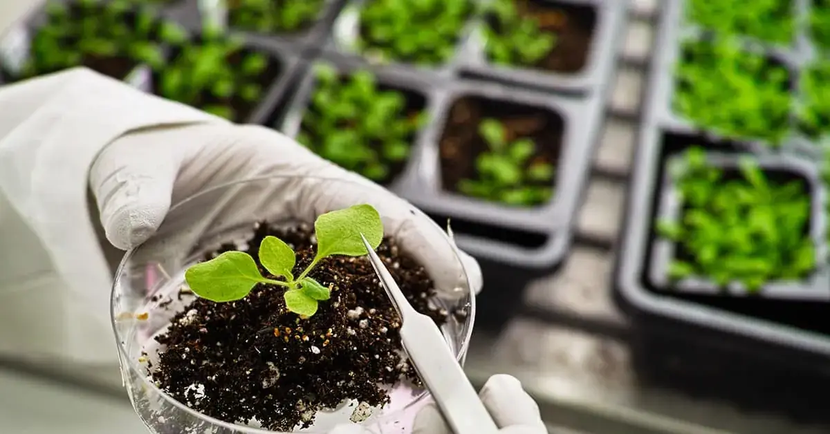 União Europeia pode aprovar cultivo de plantas geneticamente editadas ainda este ano