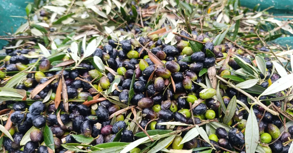 Olivicultores pedem medidas para desafios do setor. Produção de azeite com quebras de 20%
