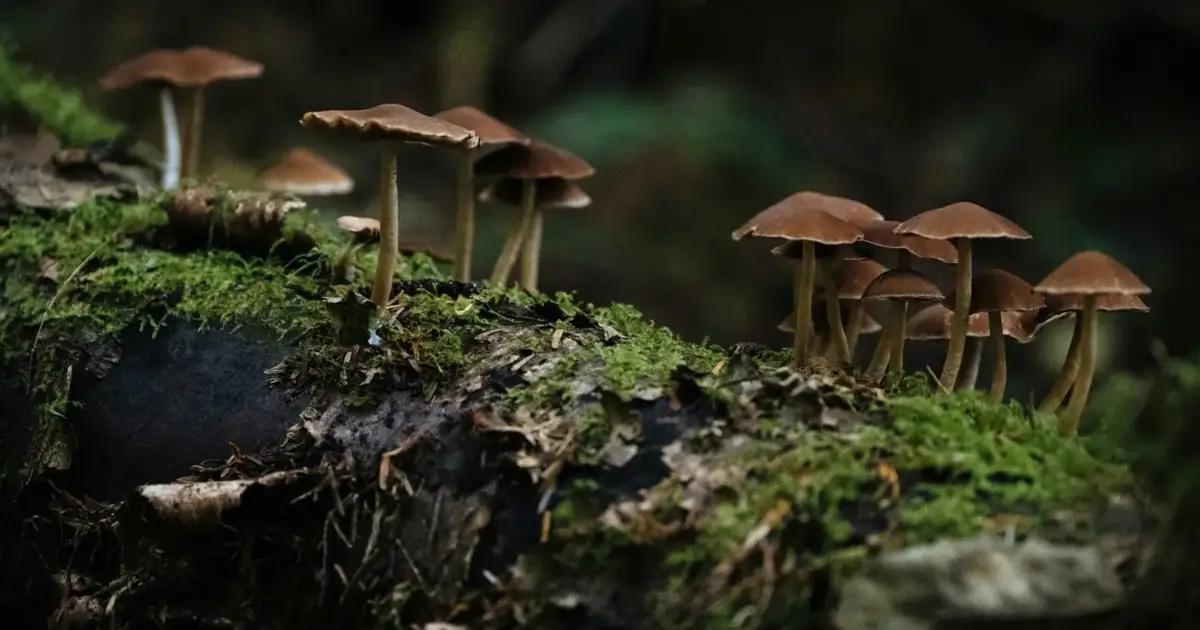 Dos fungos únicos do planeta Terra, dezenas estão em risco de desaparecer