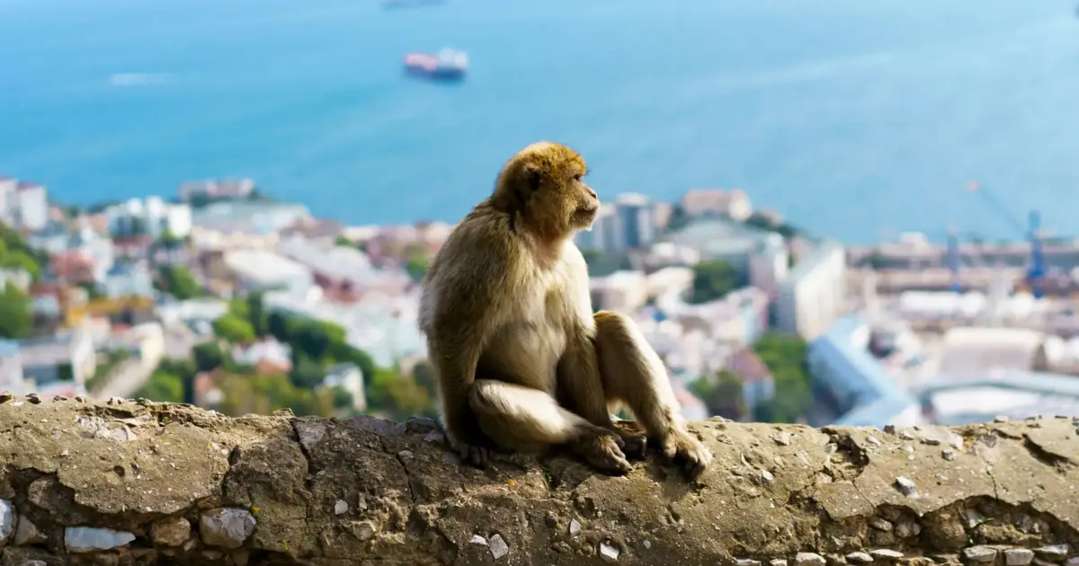 Macacos aprenderam que comer terra ajuda digestão de ‘comida de plástico’ dos turistas