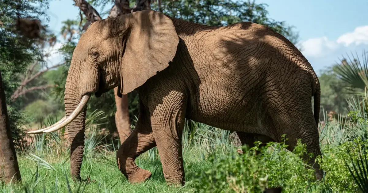 “Assegurar o bem-estar da espécie” leva elefante de circo para santuário no Alentejo