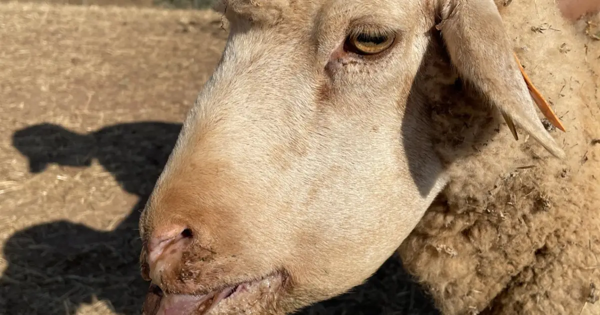 Doença da língua azul: já morreram três vezes mais ovelhas do que no ano passado